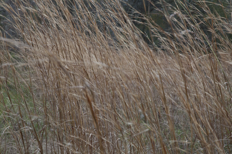Tall, Brown Grass at Colt Creek State Park