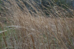 Tall, Brown Grass on a Windy Day
