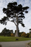 Tall Coniferous Tree Near Winding Sidewalk