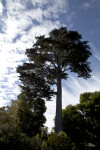 Tall Coniferous Tree