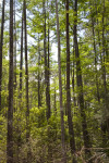 Tall Cypress Trees