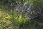 Tall, Flowering Grass at the Flamingo Campgrounds of Everglades National Park