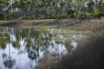 Tall Grass on Shore