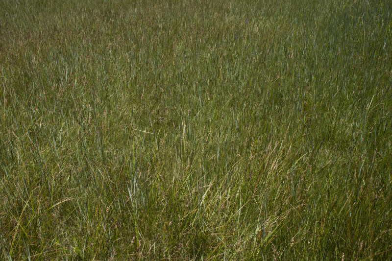 Tall Grasses in a Field