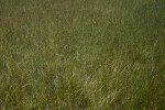 Tall Grasses in a Field