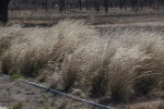 Tall Grasses