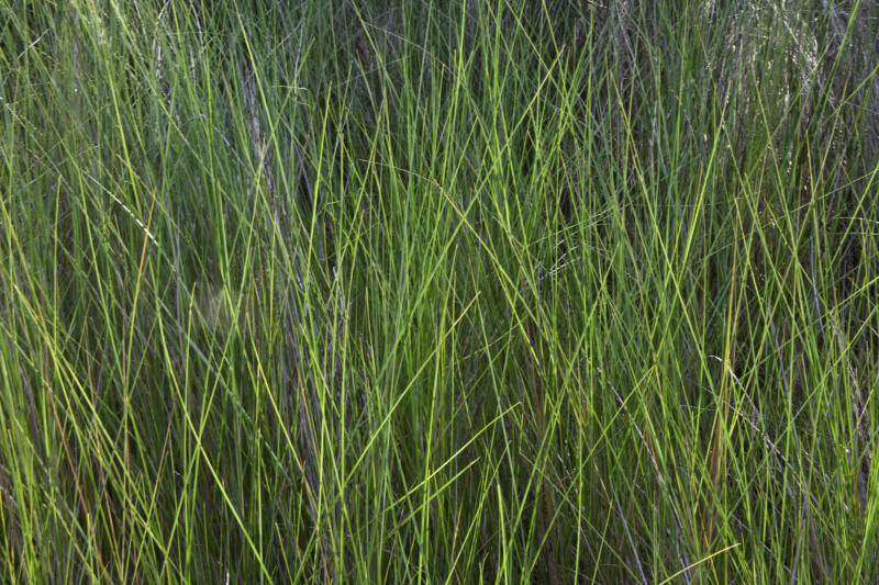 Tall, Green Grass