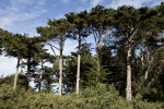 Tall Pine Trees