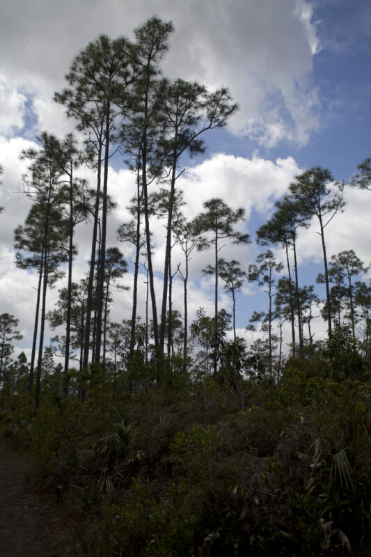 Tall Pine Trees Growing Behind Shrubs at Long Pine Key of Everglades National Park