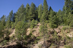 Tall Pines on a Steep Slope