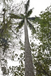 Tall Royal Palm Tree