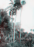 Tall Sabal Palms