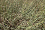 Tall Sawgrass at Anhinga Trail of Everglades National Park