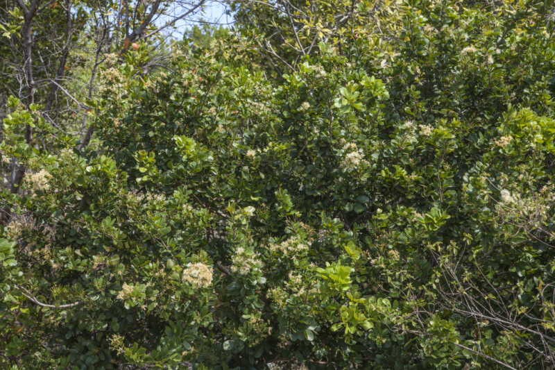 Tall Shrub at Biscayne National Park