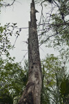 Tall Snag along the Big Cypress Bend Boardwalk