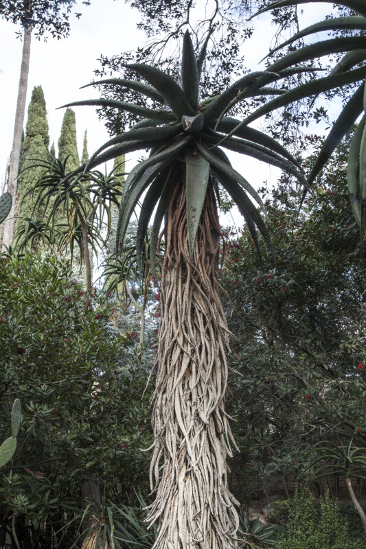 Tall Succulent Tree
