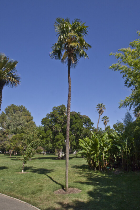 Tall, Thin Himalayan Windmill Palm Tree