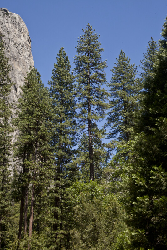 Tall Trees near a Granite Cliff
