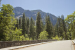 Tall Trees near a Mountain