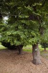 Tamarind Tree