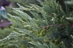 Tamarix Juniper Branch