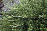 Tamarix Juniper Leaves