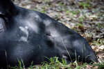 Tapir Napping