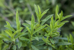 Tarragon Plant Leaves