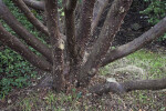 Tecate Cypress Peeling Bark