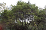 Tecate Cypress Tree