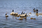 Ten Double-Crested Cormorants Resting on Rocks