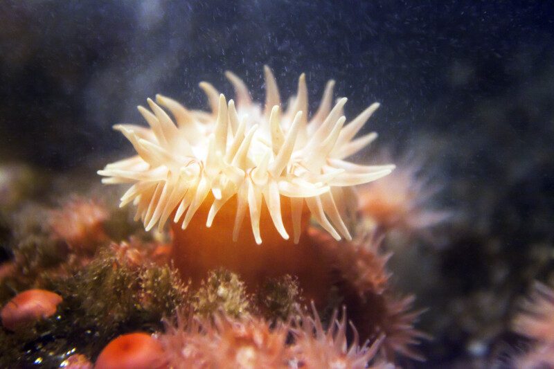 Tentacles of a Sea Anemone