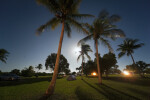 Tents Between Palm Trees