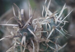 Tephrocactus Articulatus