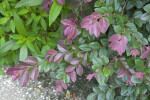 Terminal Branches of a Plum Loropetalum Plant with Leaves of Various Shades