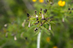 Tarragon Buds