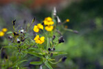 Tarragon Flowers