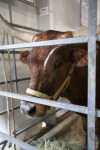 Texas Longhorn Behind Metal Enclosure at the Florida State Fairgrounds