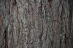 Textured Redwood Bark