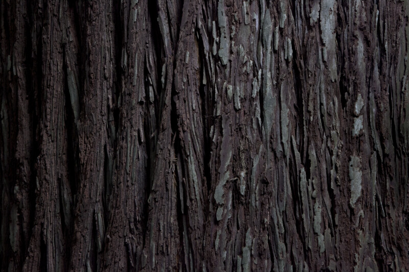 Textured Tree Bark