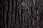 Textured Tree Bark