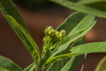 Thai Basil Flower Buds and Leaves