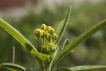 Thai Basil Plant