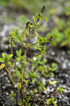 Thai Basil