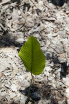 Thaumatococcus daniellii Shoot