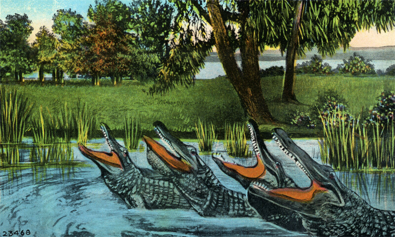 The Alligator Quartet Singing "Way Down Upon the Suwannee River"