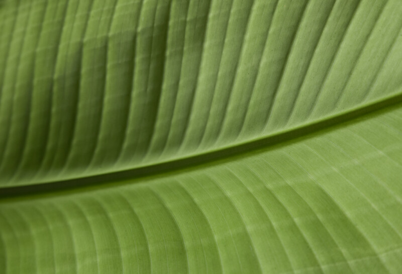 The Bottom of a Large, Green Leaf