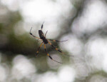 The Dorsal Side of a Golden Silk Orb-Weaver in its Web