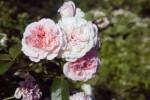 "The Faun" Roses