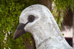 The Head of a Large Pigeon Sculpture